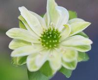 Cream and green bi coloured flowers